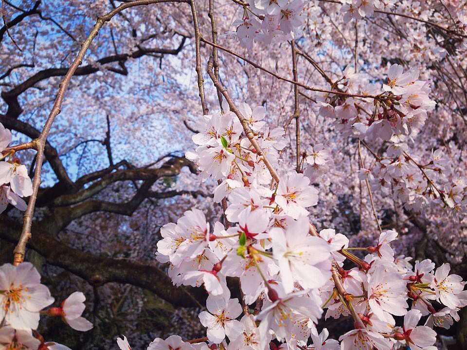 Vanessa Rallonza - Timeless Kyoto Cherry Blossoms (Spring 4 Years Ago)