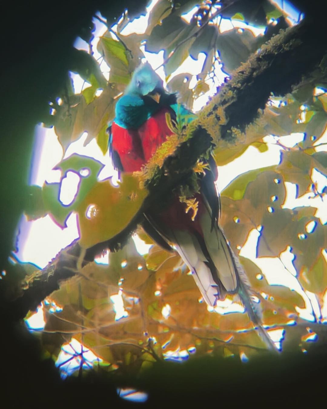Vanessa Rallonza: Majestic Bird on Lush Branch - Timeless Nature Beauty
