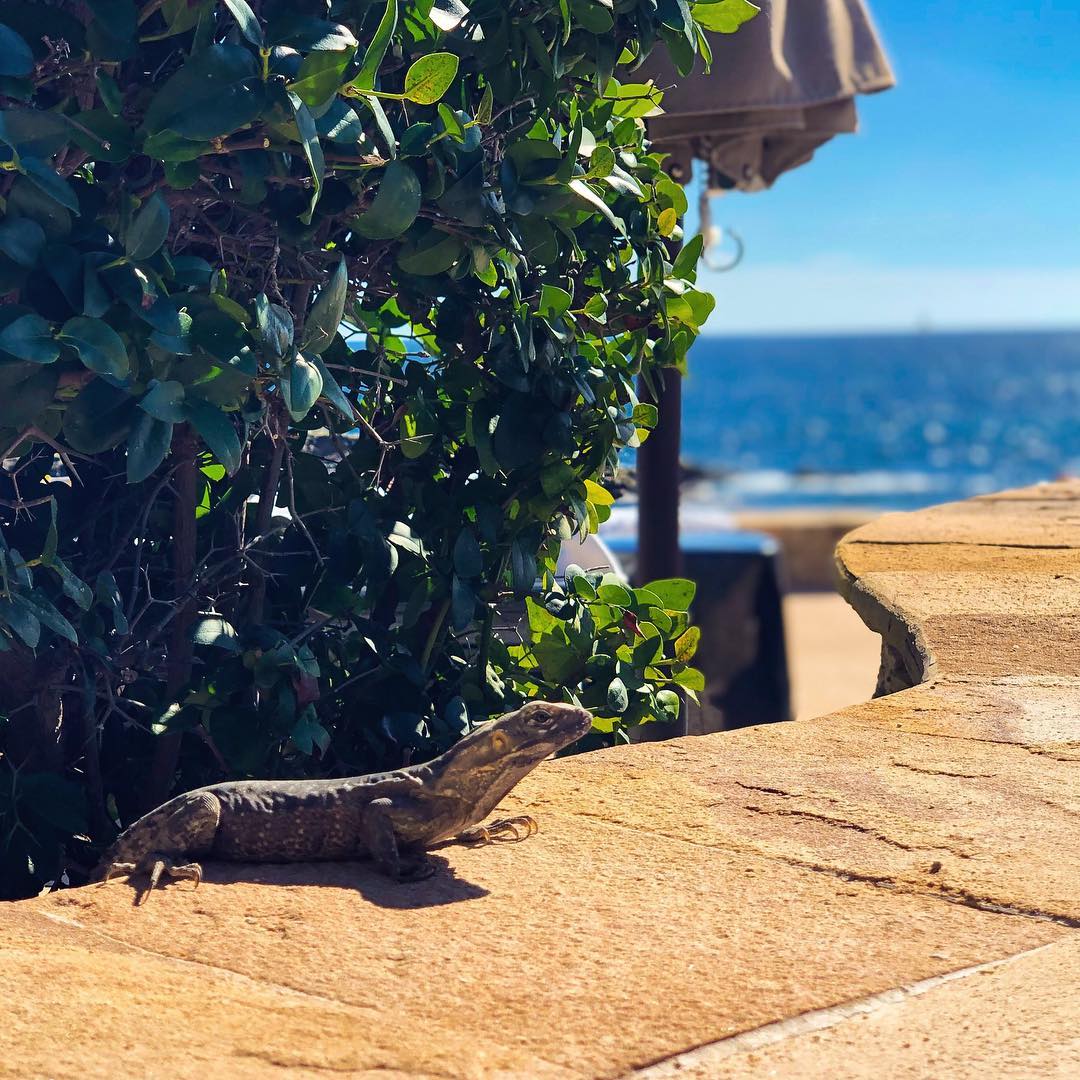 Vanessa Rallonza: Vivid Green Lizard on Weathered Stone, Overlooking Ocean View