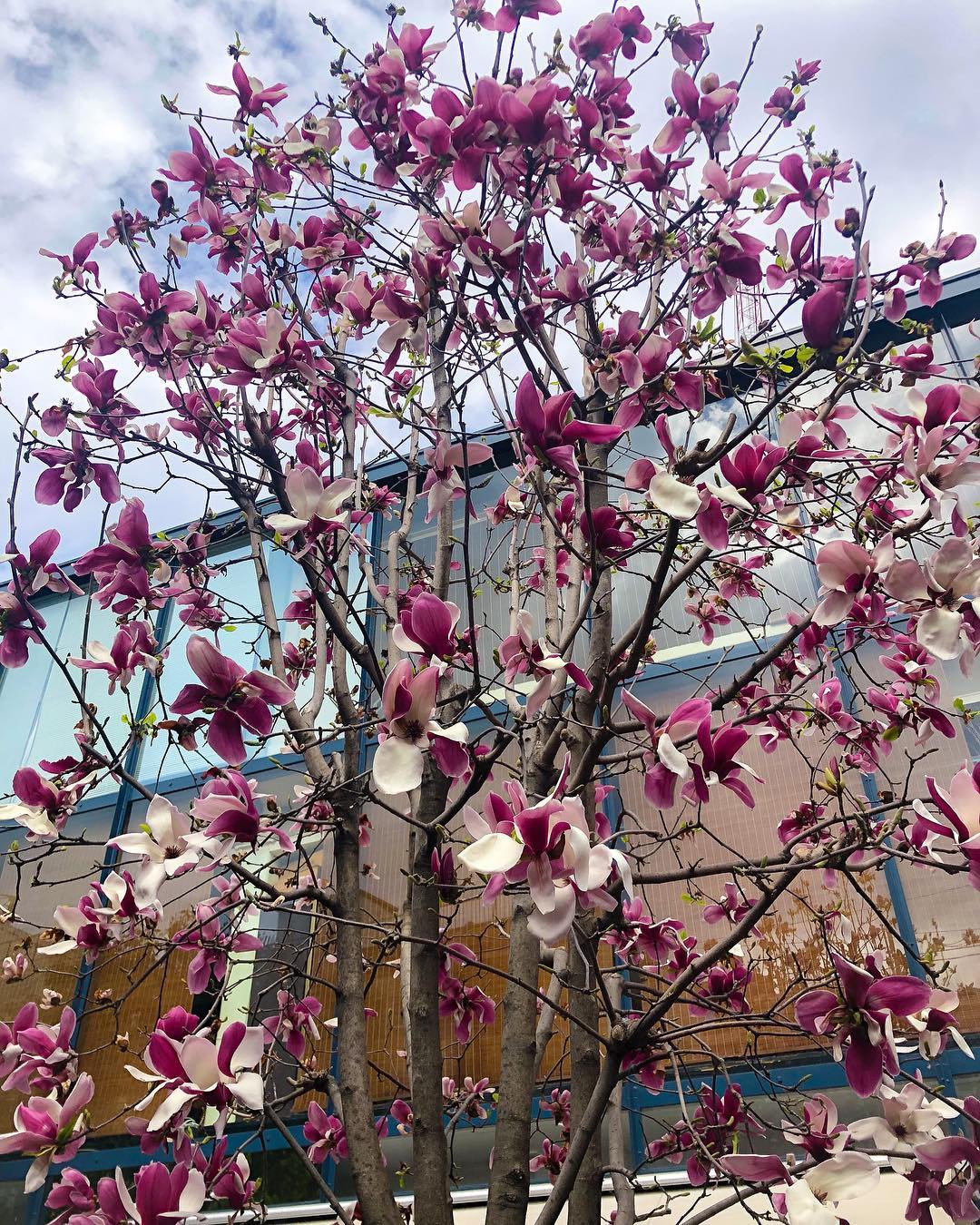 Vanessa Rallonza: Tranquil Urban Charm amidst Blooming Pink Tree