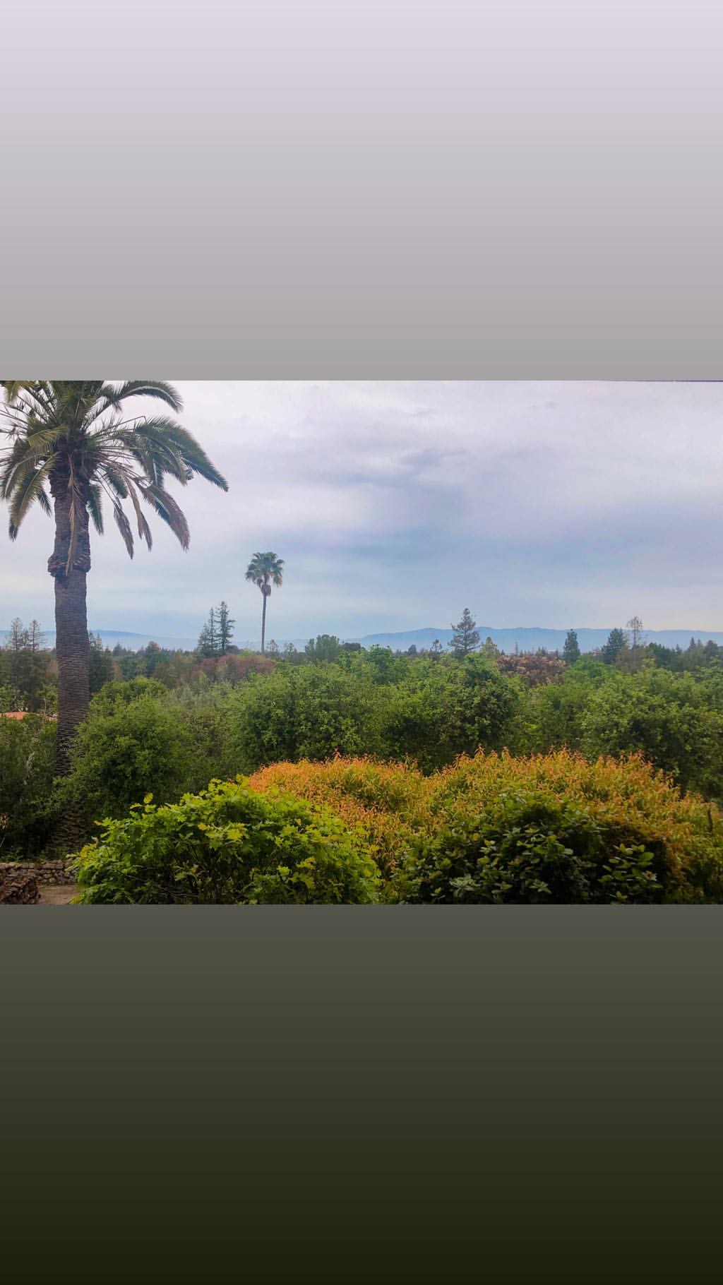 Vanessa Rallonza: Majestic Lone Palm Against Golden Field Backdrop
