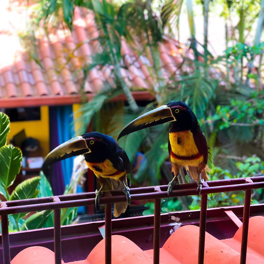 Vanessa Rallonza: Tranquil Moment with Playful Birds