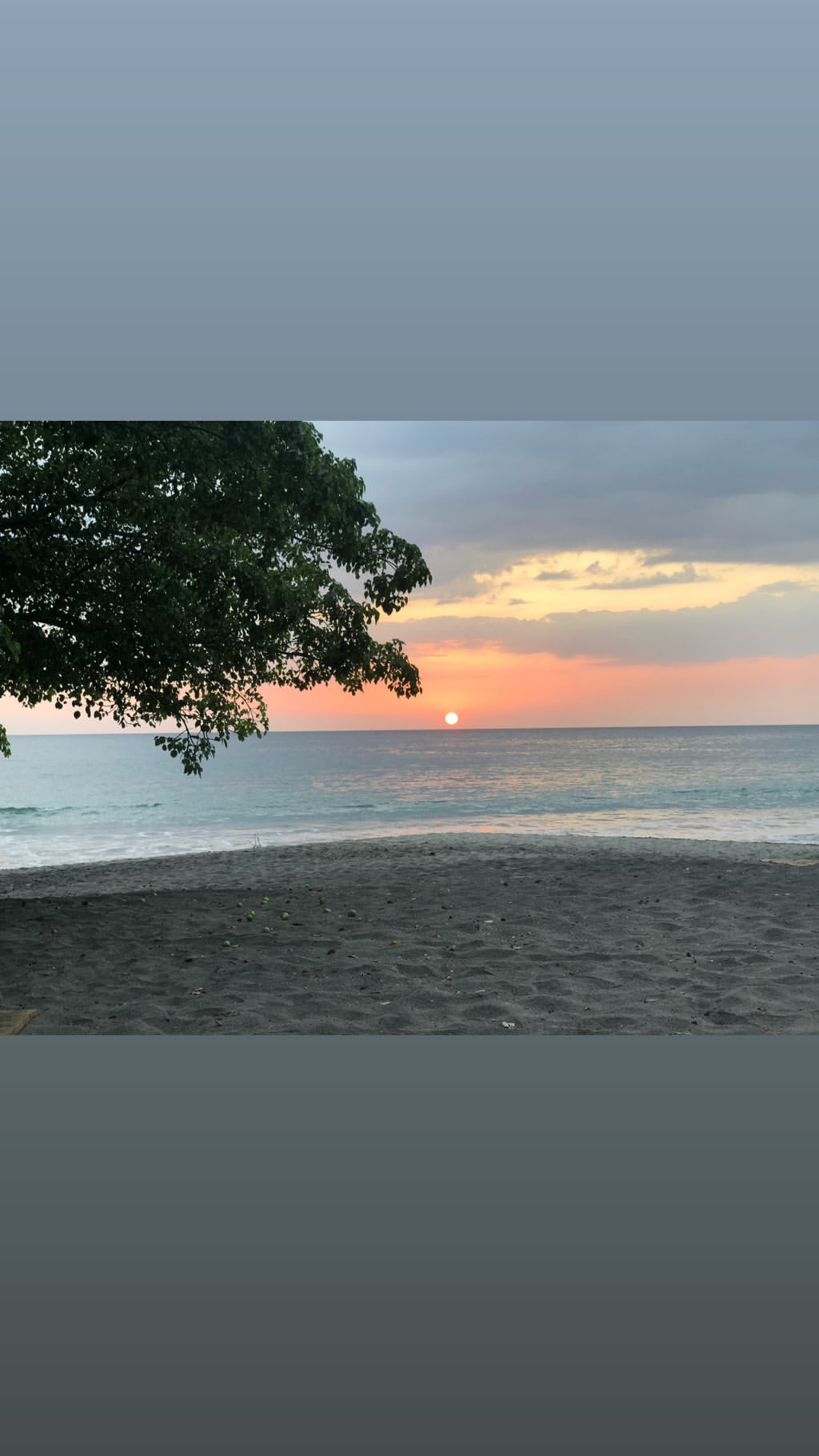 Vanessa Rallonza: Majestic Tree at Sunset Coastline