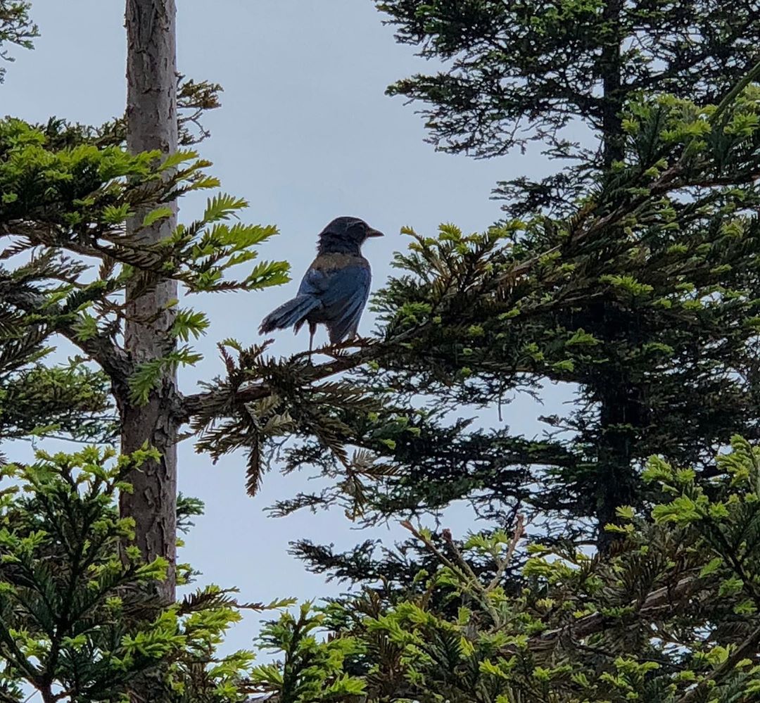 Vanessa Rallonza's Majestic Bird on Lush Green Tree