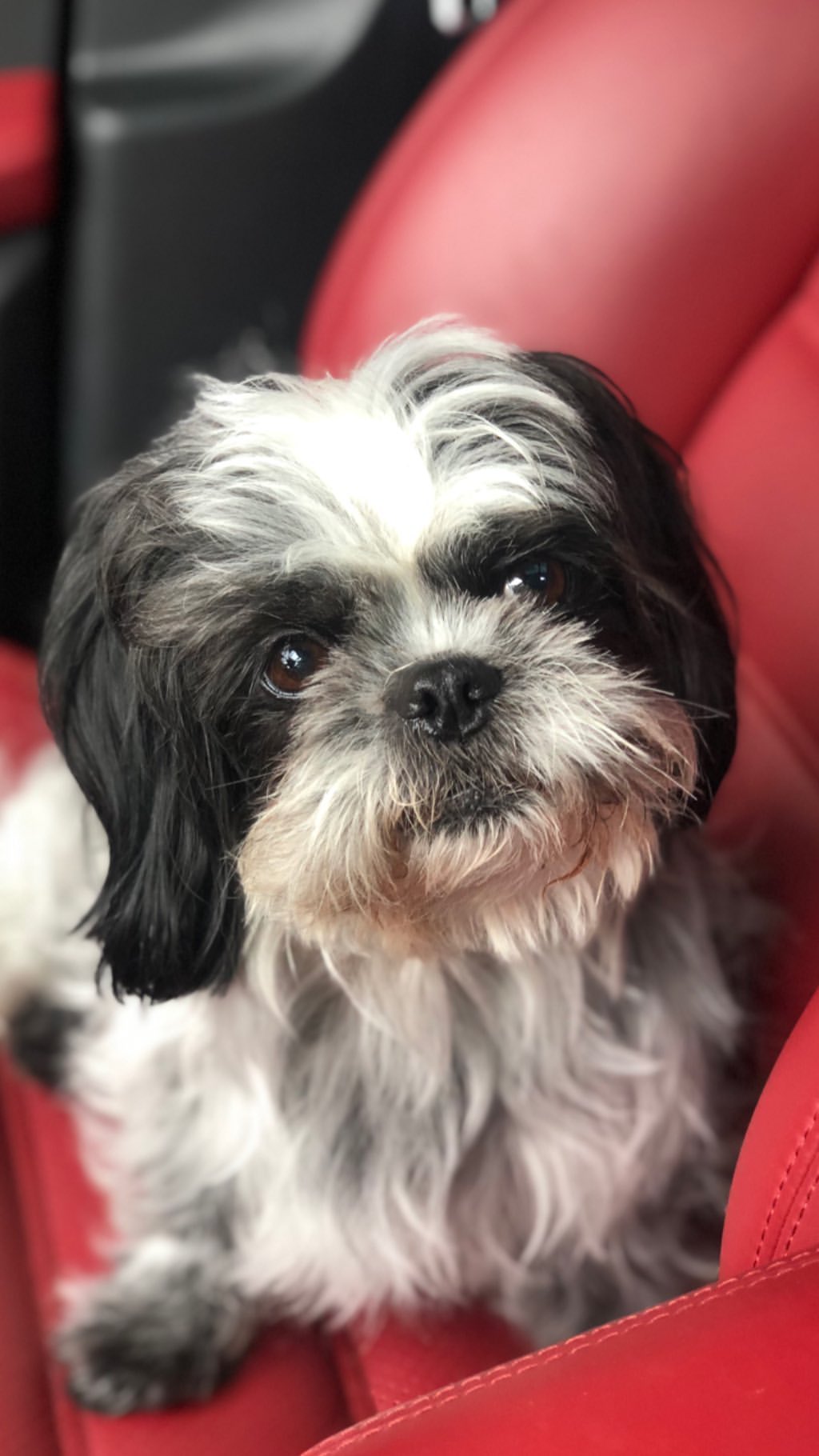 Vanessa Rallonza: Black-and-White Canine on Red Armchair - Cozy Comfort, Contrasting Hues