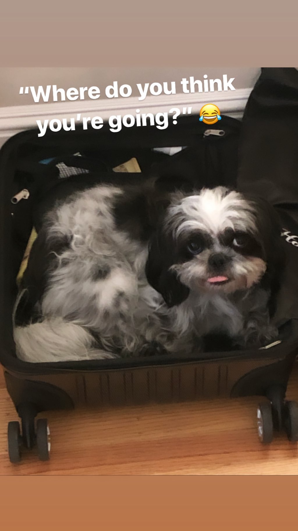 Vanessa Rallonza's Quirky Scene: Snuggled Dogs in Vintage Suitcase