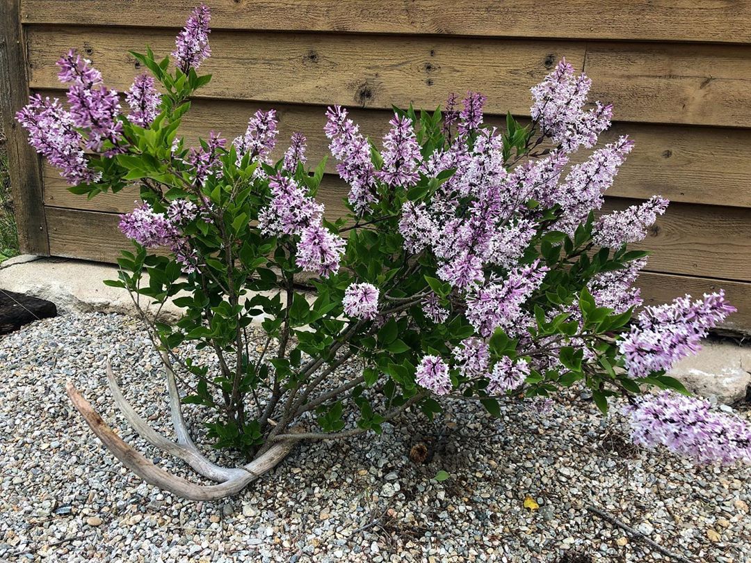 Vanessa Rallonza: Enchanted Purple Bloom in Gravel Oasis