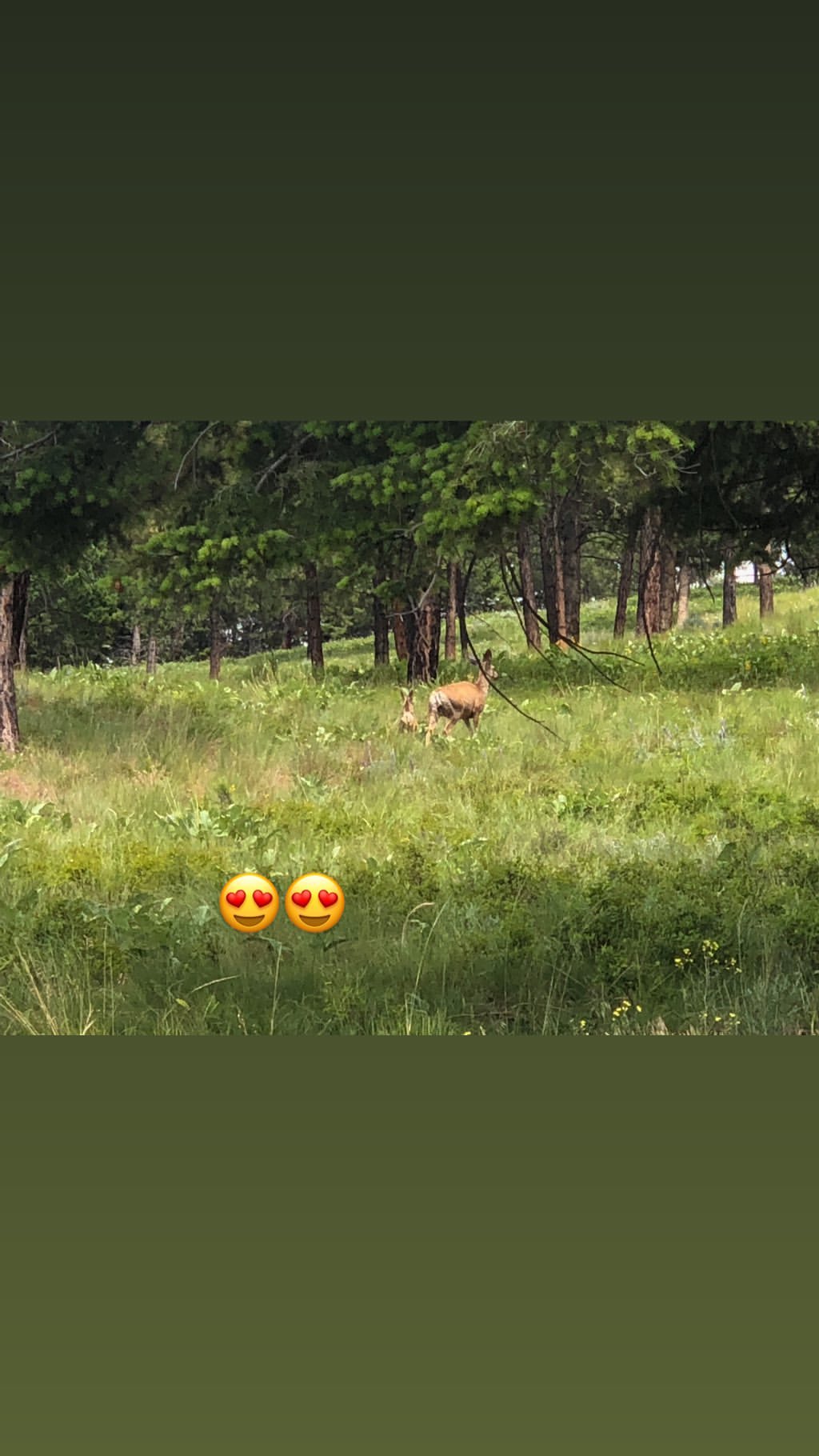 Vanessa Rallonza: Wilderness Tranquility with Deer and Frumbnt Bloom