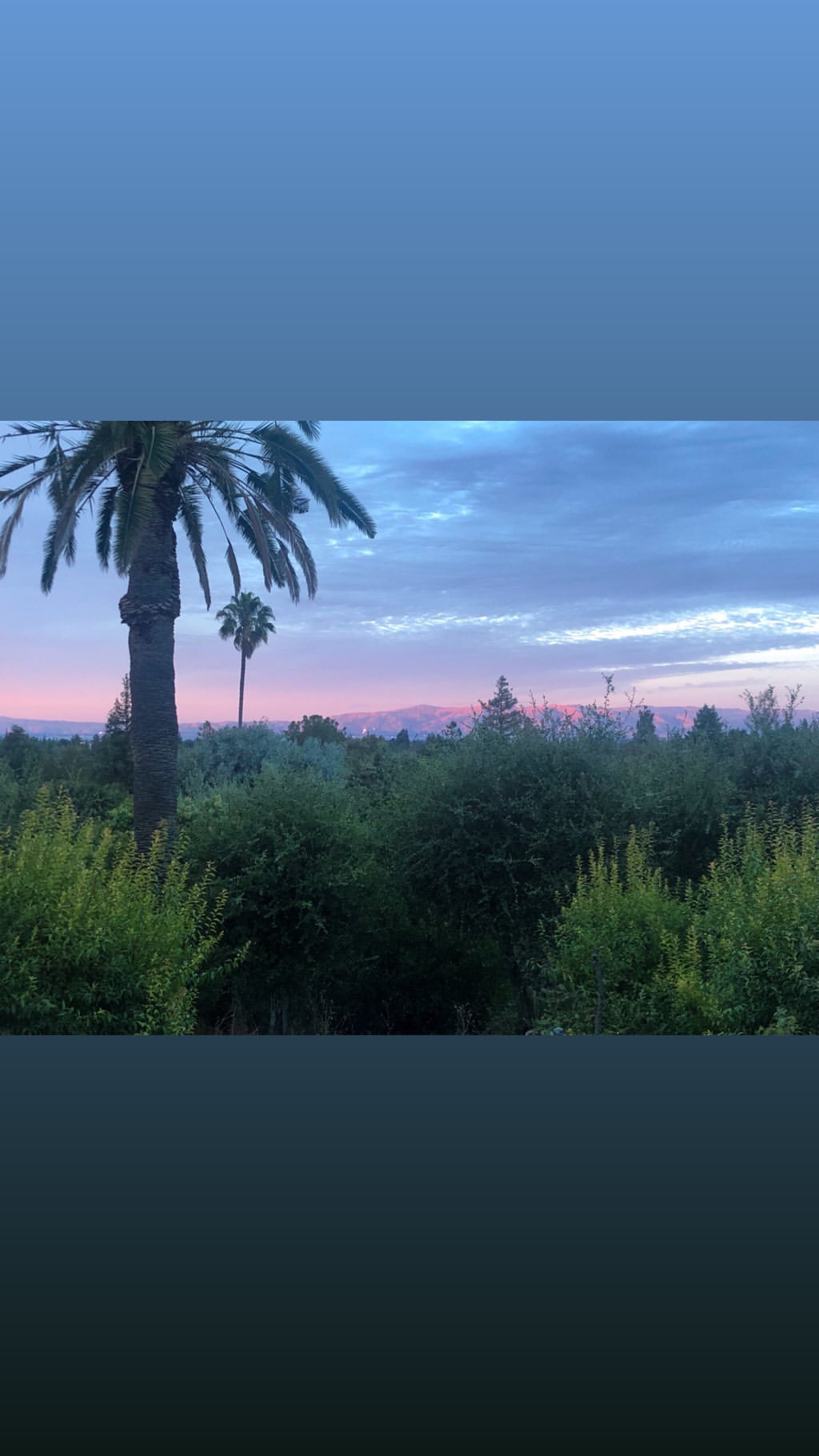 Vanessa Rallonza: Tall Palm Amidst Vibrant Field