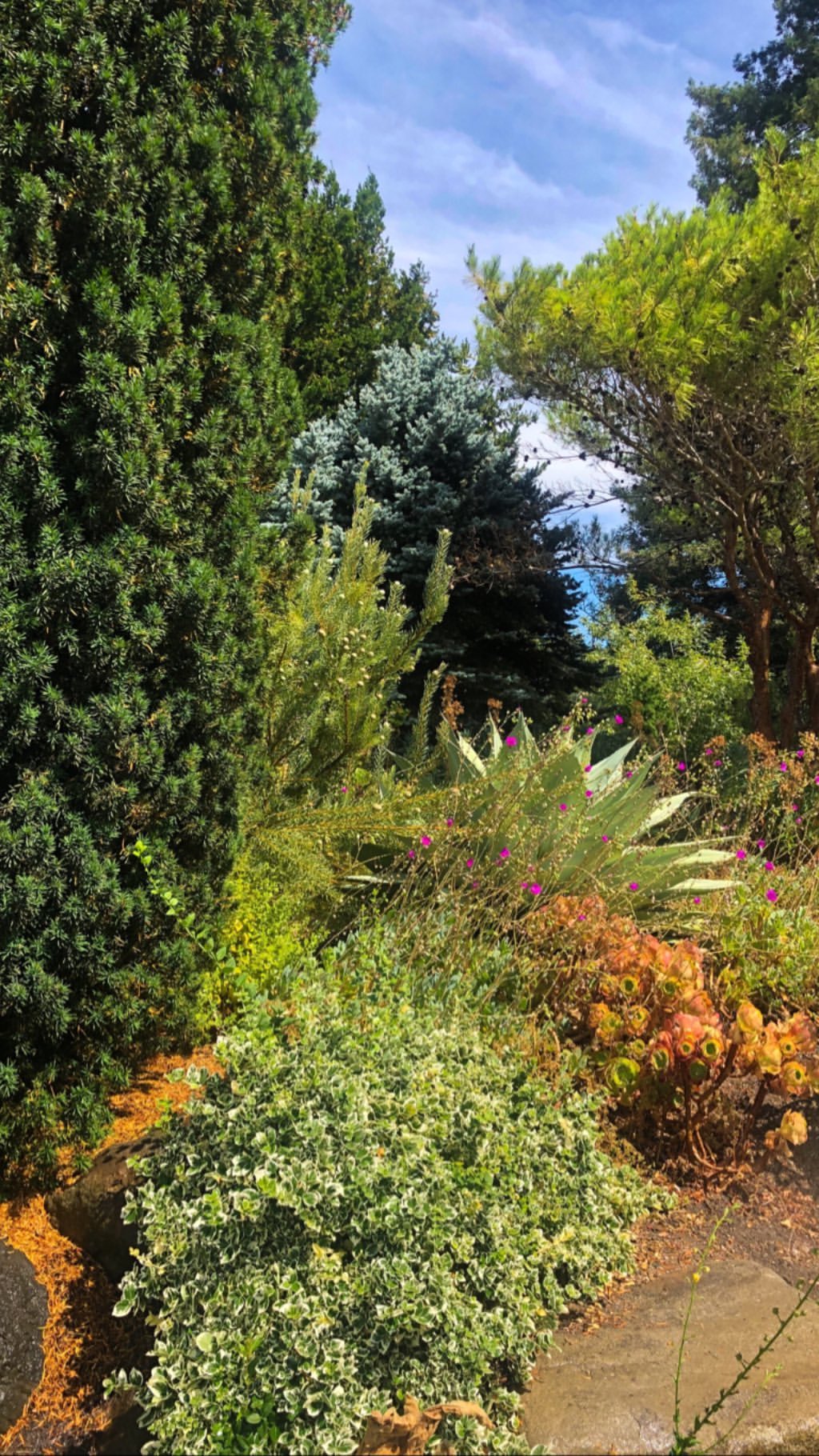 Vanessa Rallonza's Serene, Picturesque Garden Pathway