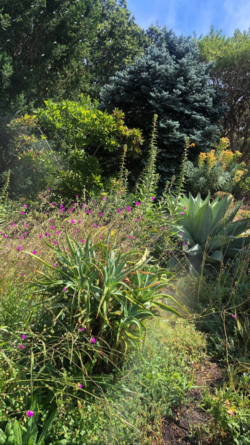 Vanessa Rallonza: Radiant Blossoms in a Lush Garden Oasis