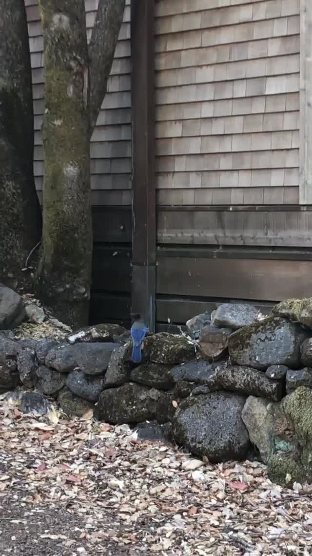 Vanessa Rallonza Nature's Serene Bluebird Beauty (Video)