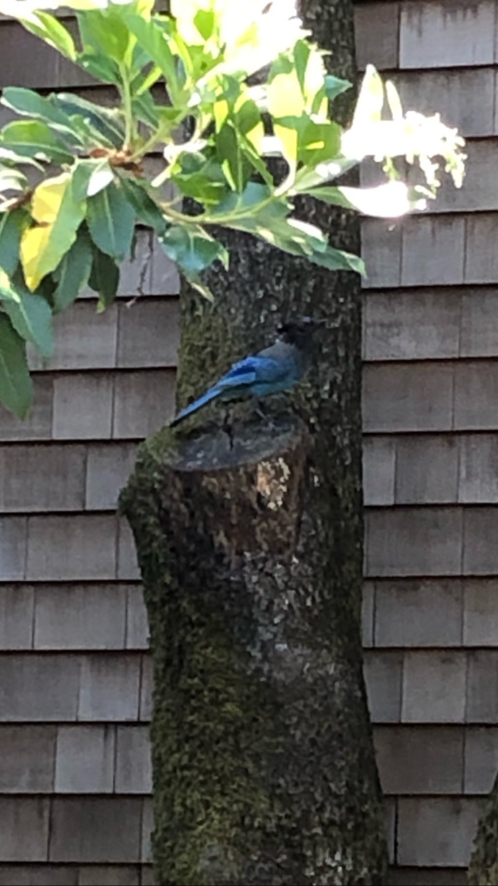 Vanessa Rallonza: Vibrant Tropical Bird on Green Bough, Azure Skybackdrop