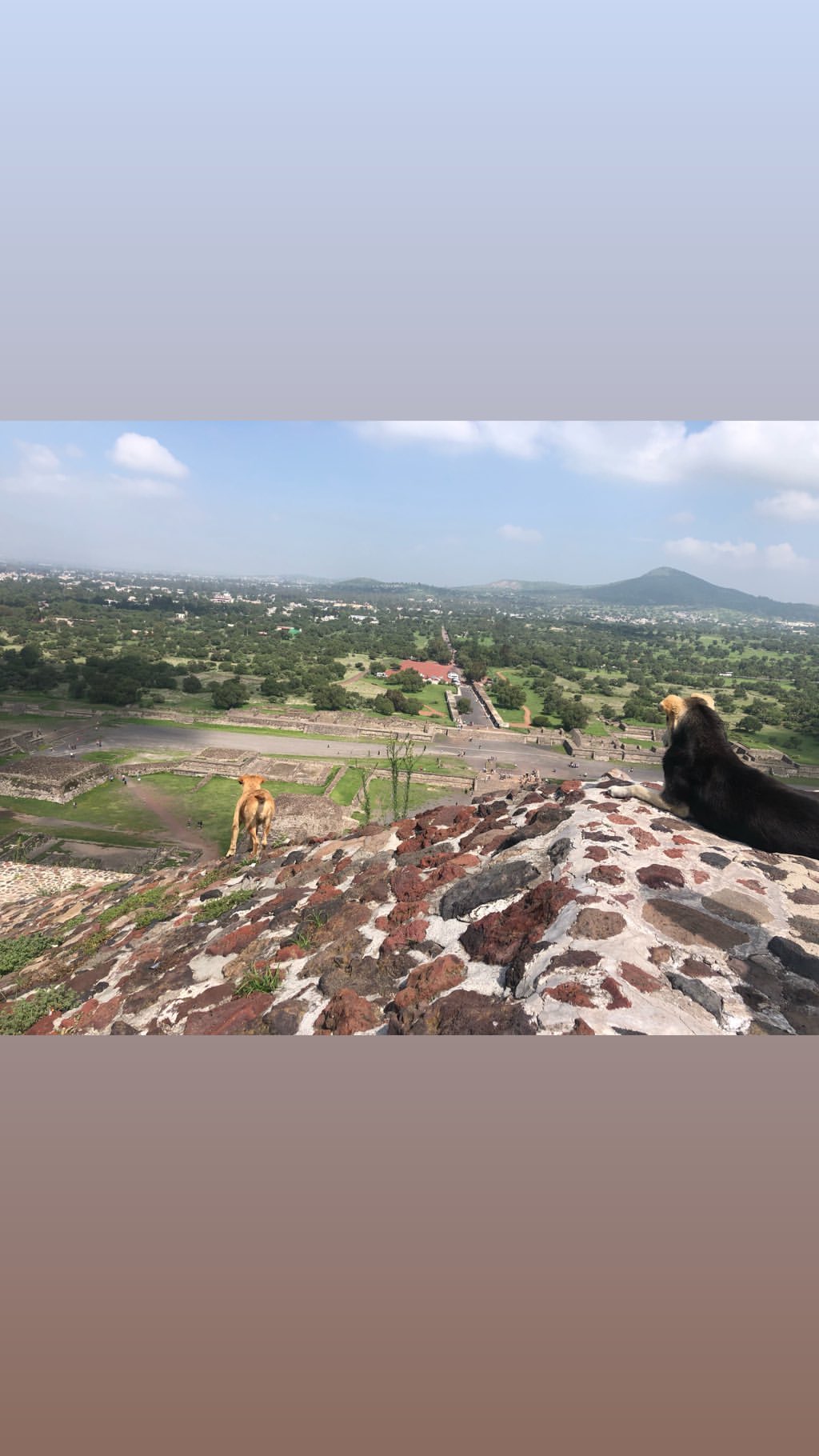 Vanessa Rallonza: Playful Canine Bond in Nature's Tranquility