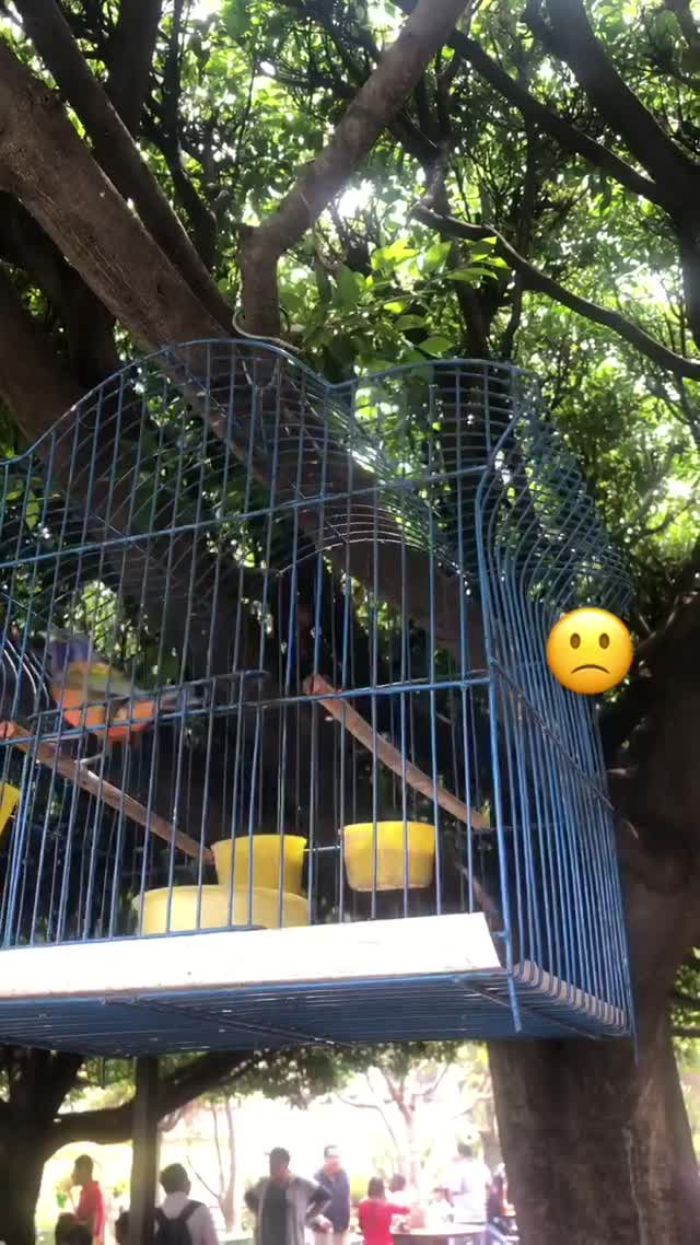 Vanessa Rallonza Whimsical Bird Cage Adventure (Video)