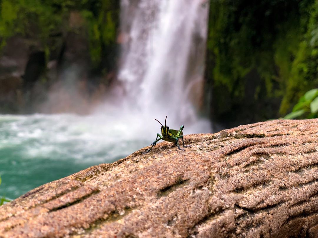 Vanessa Rallonza: Captivating Moment - Insect on Mossy Waterfall