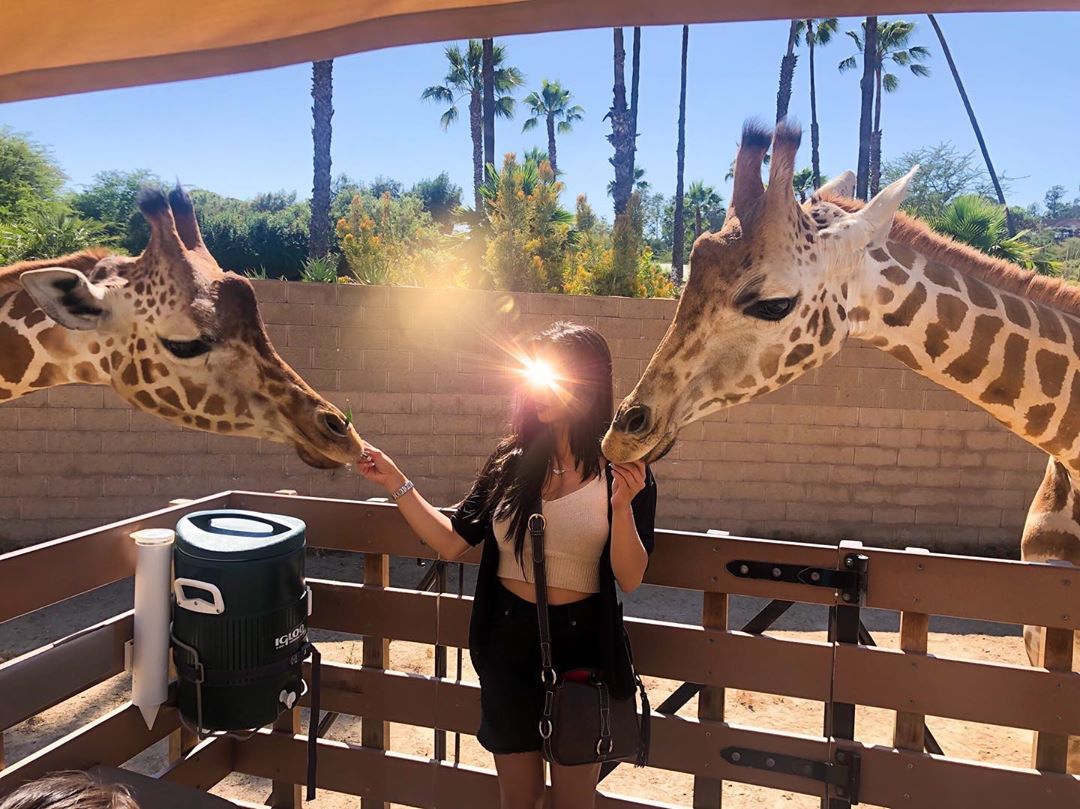 Vanessa Rallonza Among Majestic Giraffes, Birthday Celebration