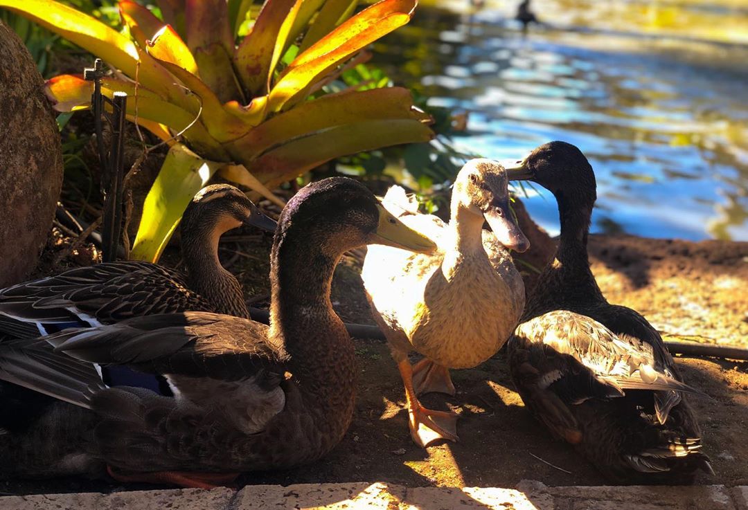 Vanessa Rallonza Reunites at Cherished Mill House with Duck Pond Moments