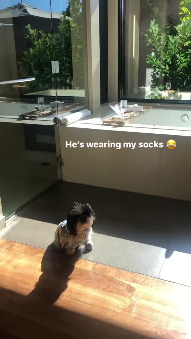 Vanessa Rallonza Playful Dog Adventures (Video)