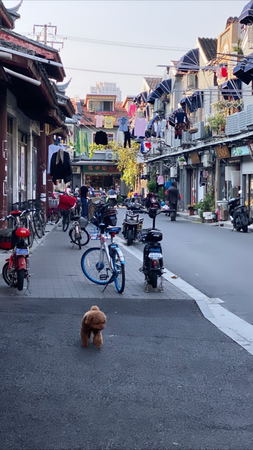 Vanessa Rallonza: Solitary Peace in the Cobblestone Town with a Contemplative Dog
