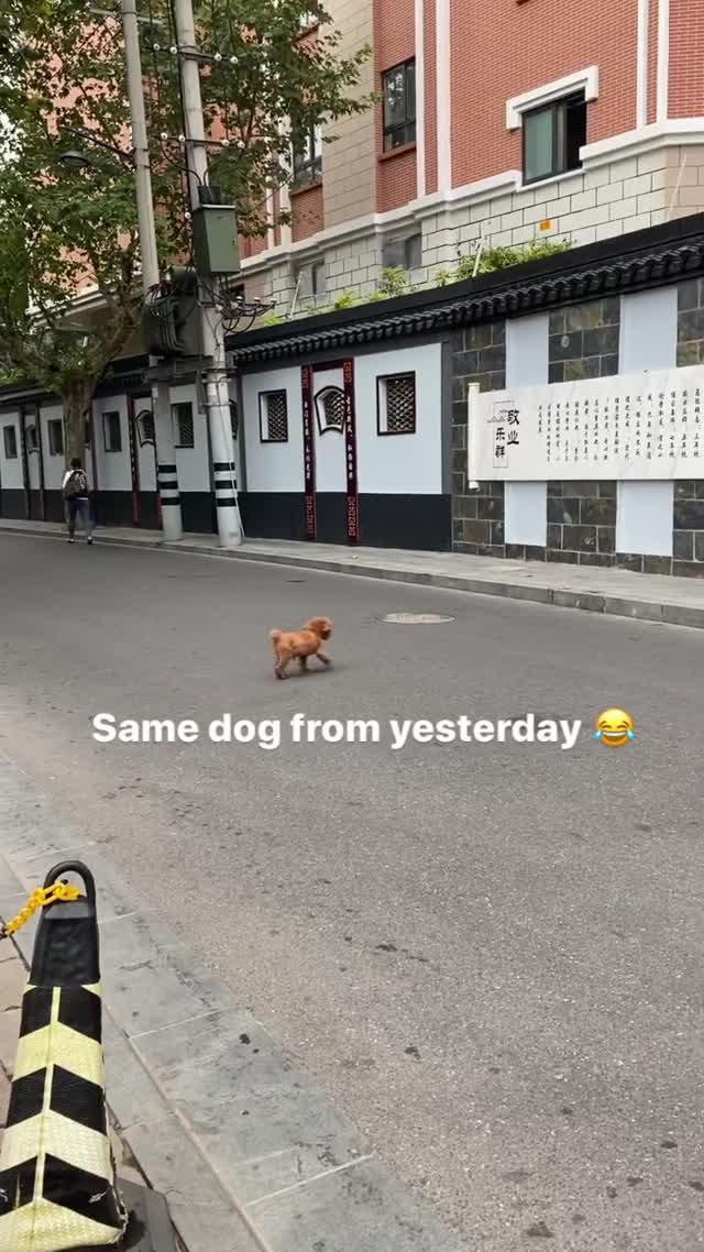 Vanessa Rallonza Joyful Dog Adventures (Video)