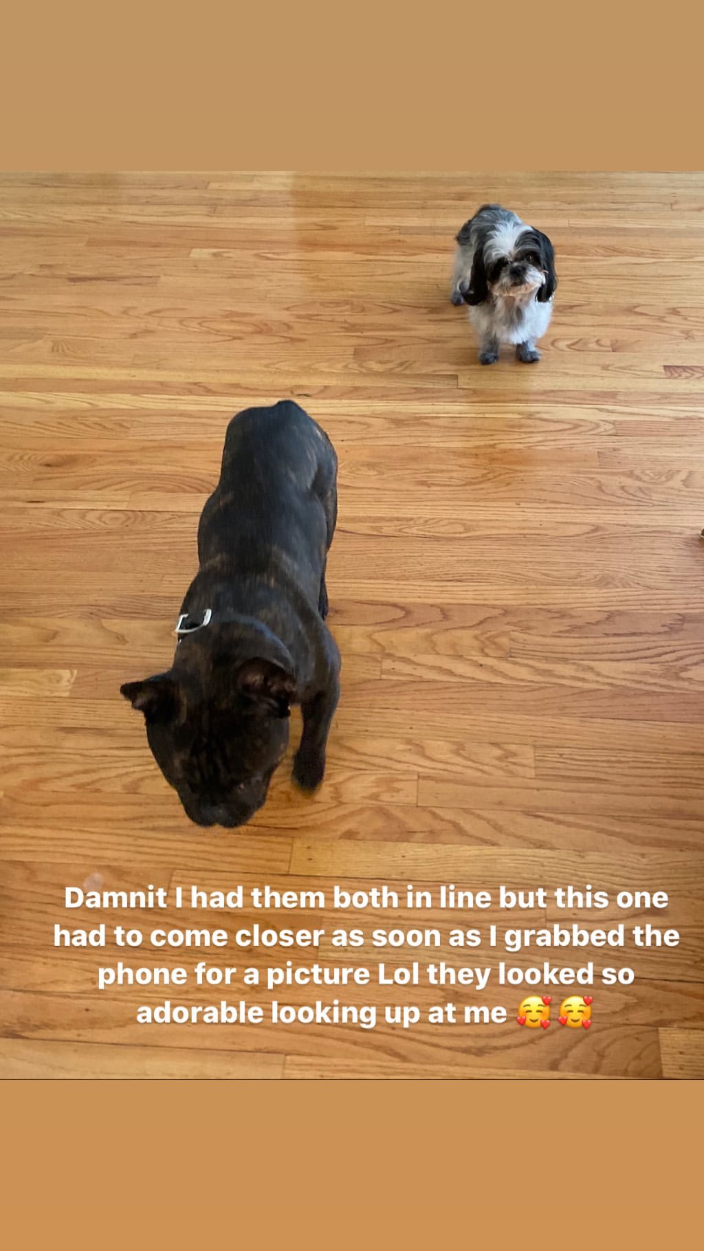 Vanessa Rallonza's Serendipitous Friendship: Curious Canine and Lounging Feline
