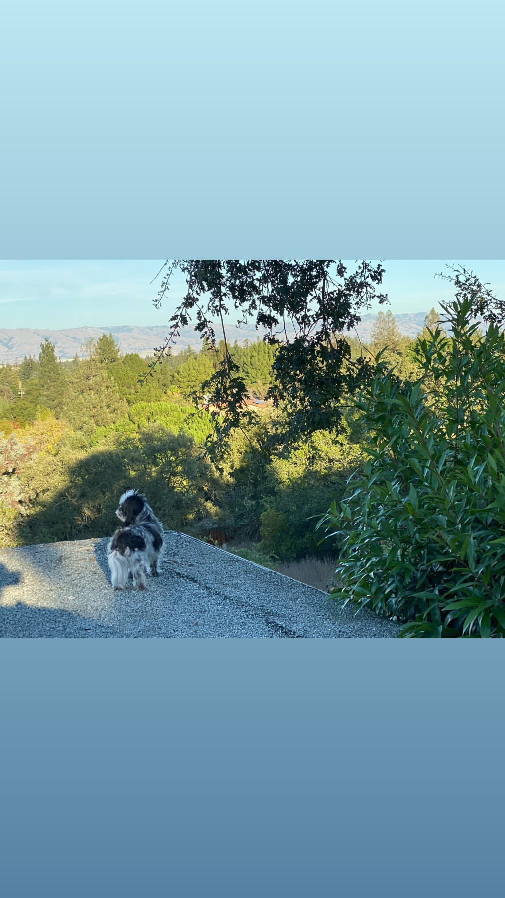 Vanessa Rallonza: Resilient Canine Tranquility