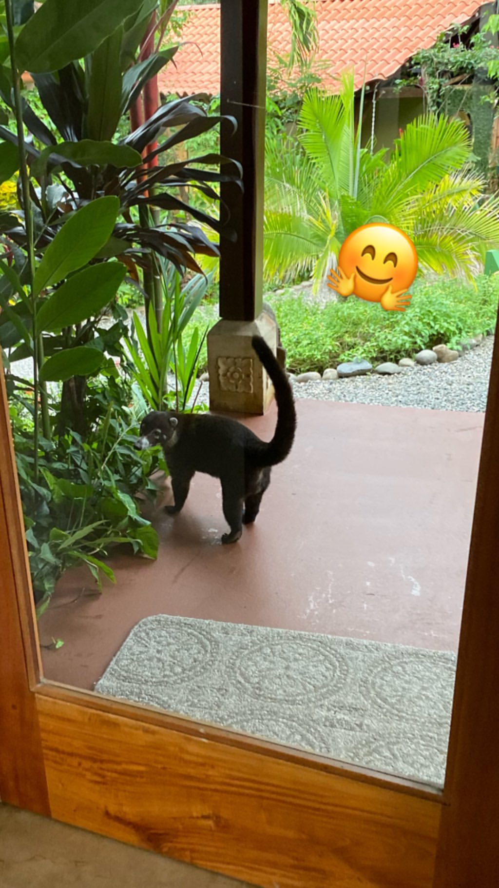 Vanessa Rallonza - Feline Entering Cozy Abode
