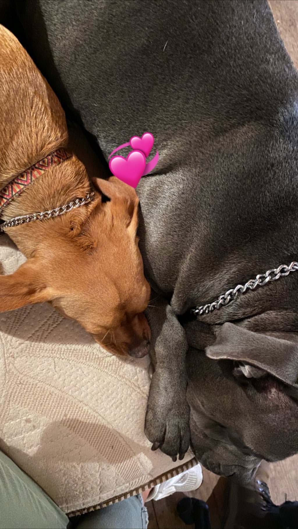 Vanessa Rallonza: Peaceful Pets in Cozy Couches with Pink Heart Collars