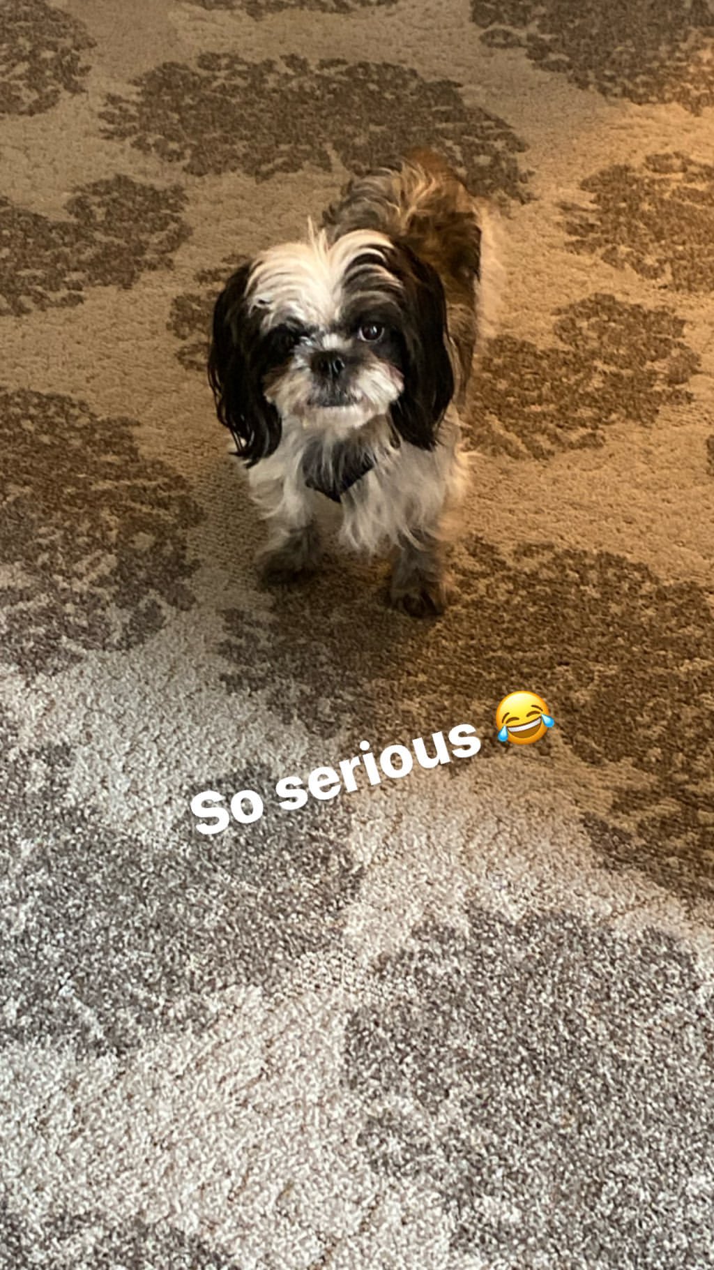 Vanessa Rallonza's Joyful Pooch Moment: Playful Dog with Toy