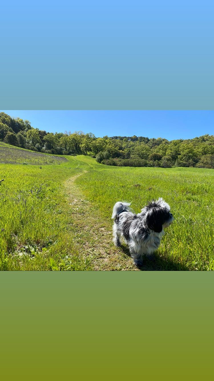 Vanessa Rallonza: Graceful Canine in Sunlit Serene Meadow