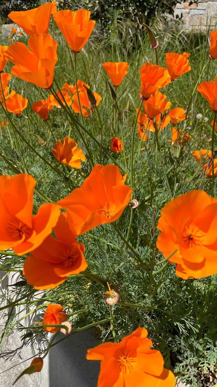 Vanessa Rallonza's Radiant Orange Poppy Display