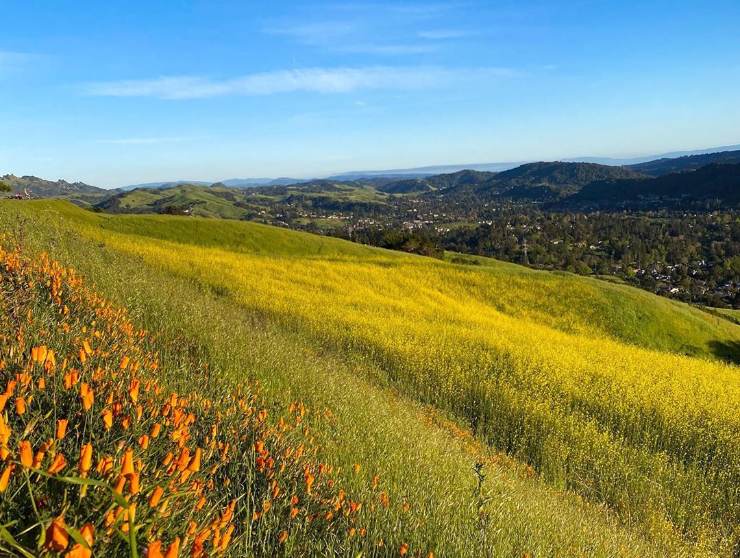Vanessa Rallonza: Tranquil Orange Blossom Field on Green Hills - Earth Day 2021