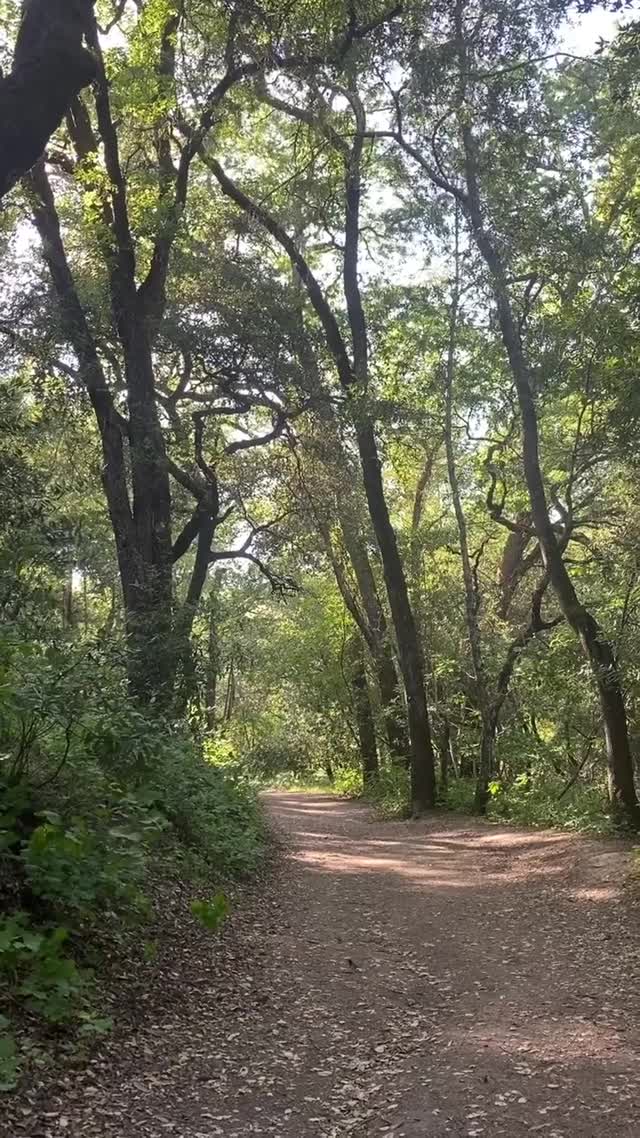 Vanessa Rallonza's Enchanting Forest Journey (Video)