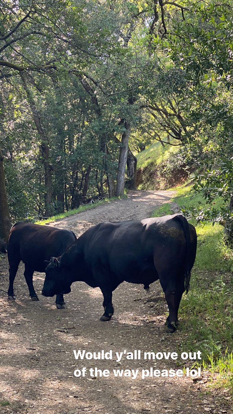 Vanessa Rallonza: Cows Strolling Through Sunlit Woodland Trail