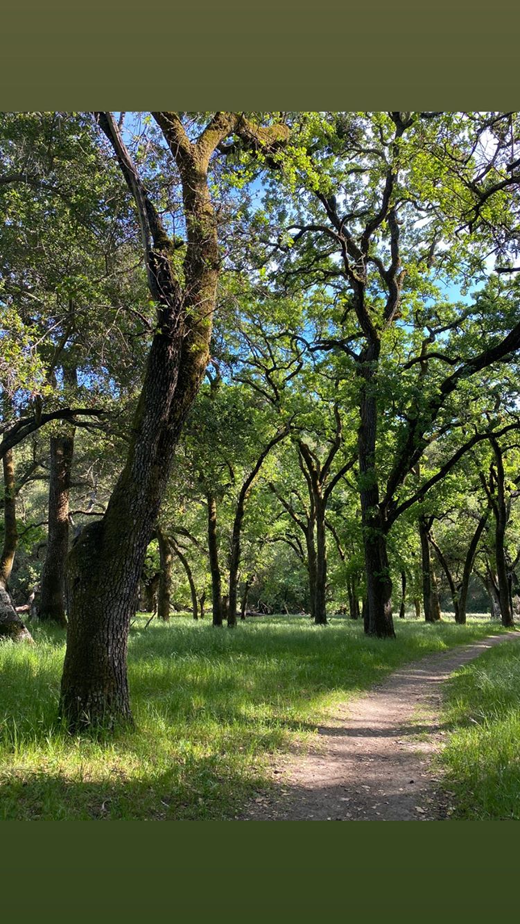 Vanessa Rallonza: Graceful Dirt Path Amidst Verdant Forest