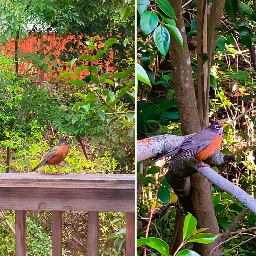 Vanessa Rallonza: Heartwarming Lovebirds Nesting on Deck