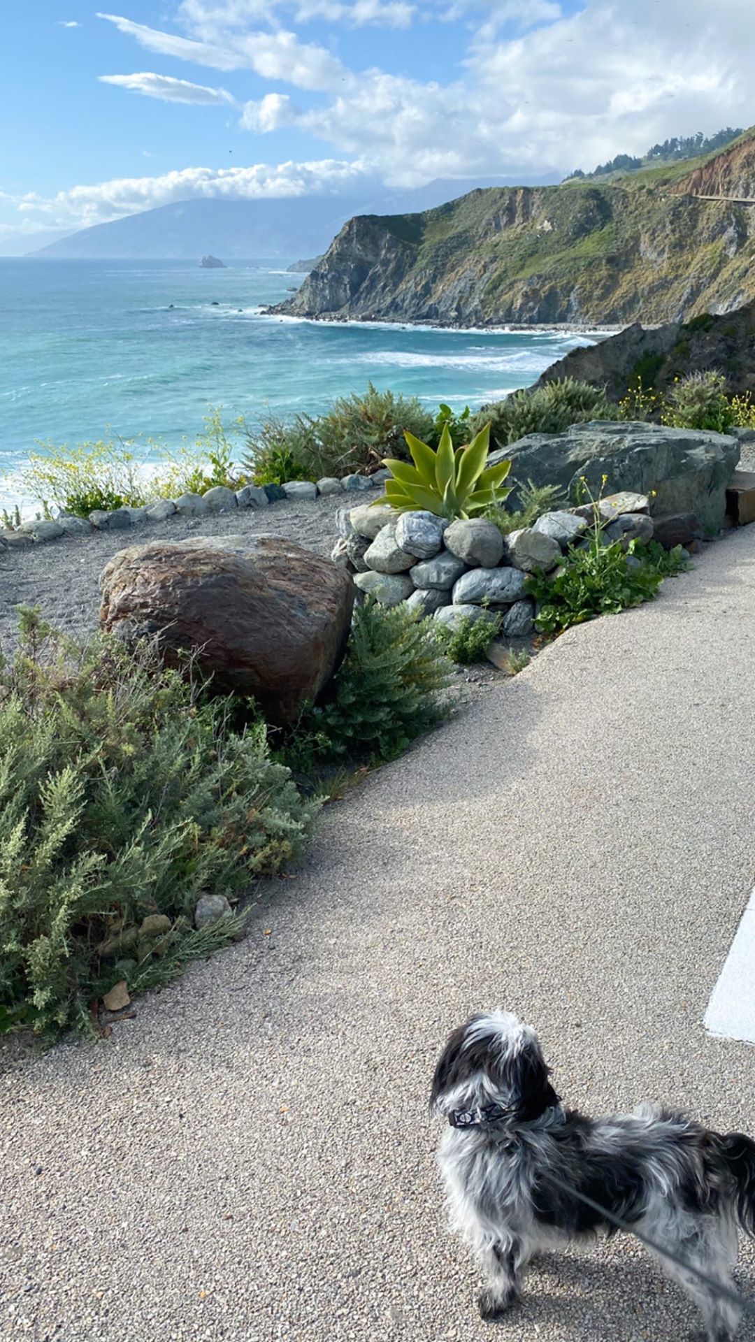 Vanessa Rallonza: Playful Canine's Serene Golden Hour