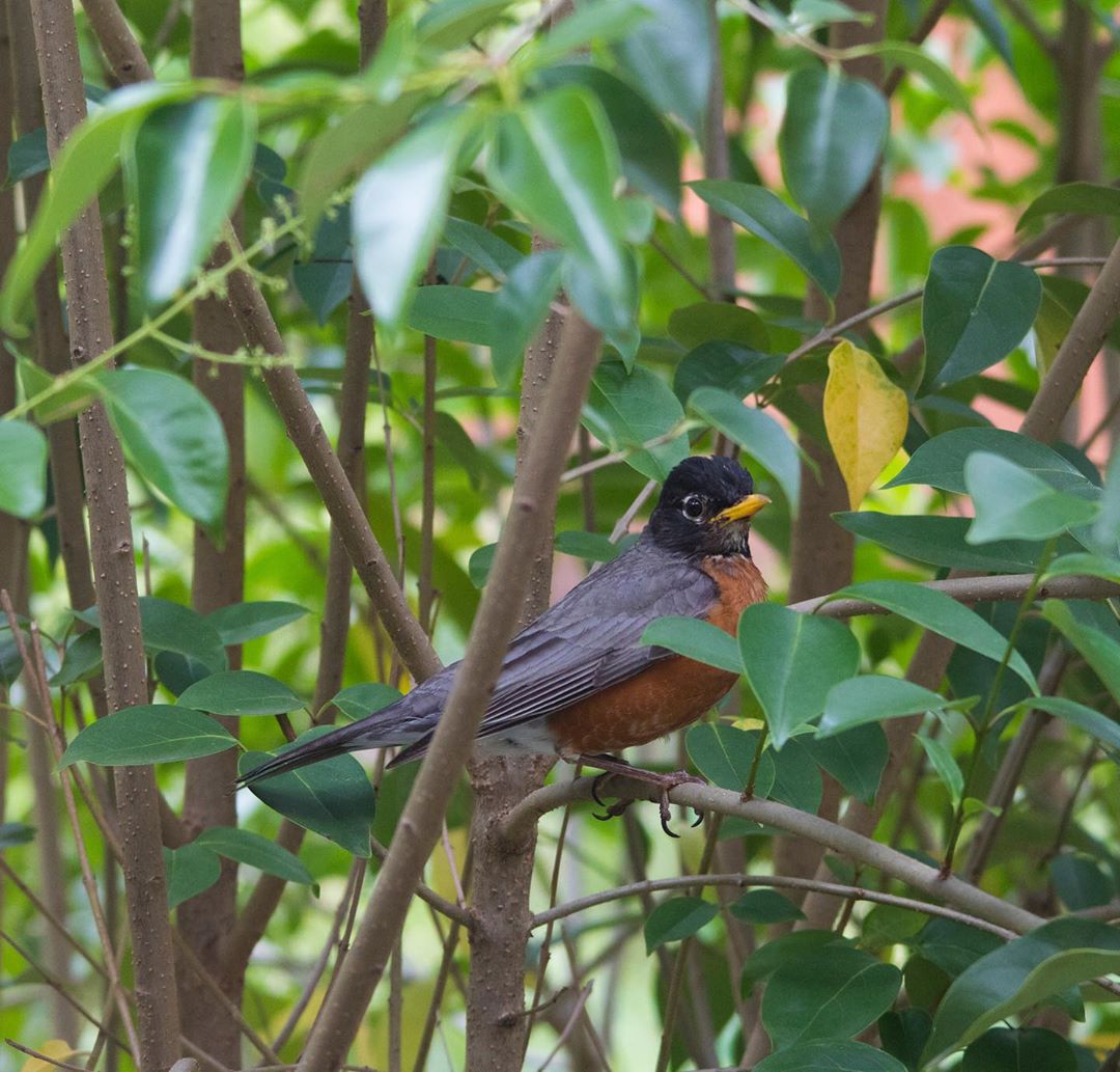 Vanessa Rallonza's Heartwarming Mother Bird Composition
