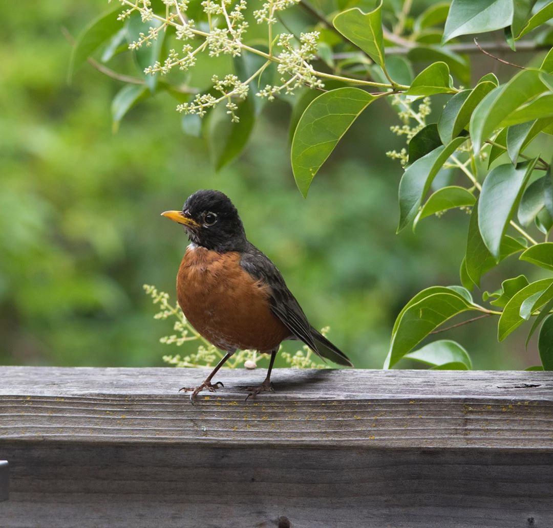 Vanessa Rallonza's Heartwarming Reunion: Anticipating Wildlife Moment - Canon EOS Snapshot