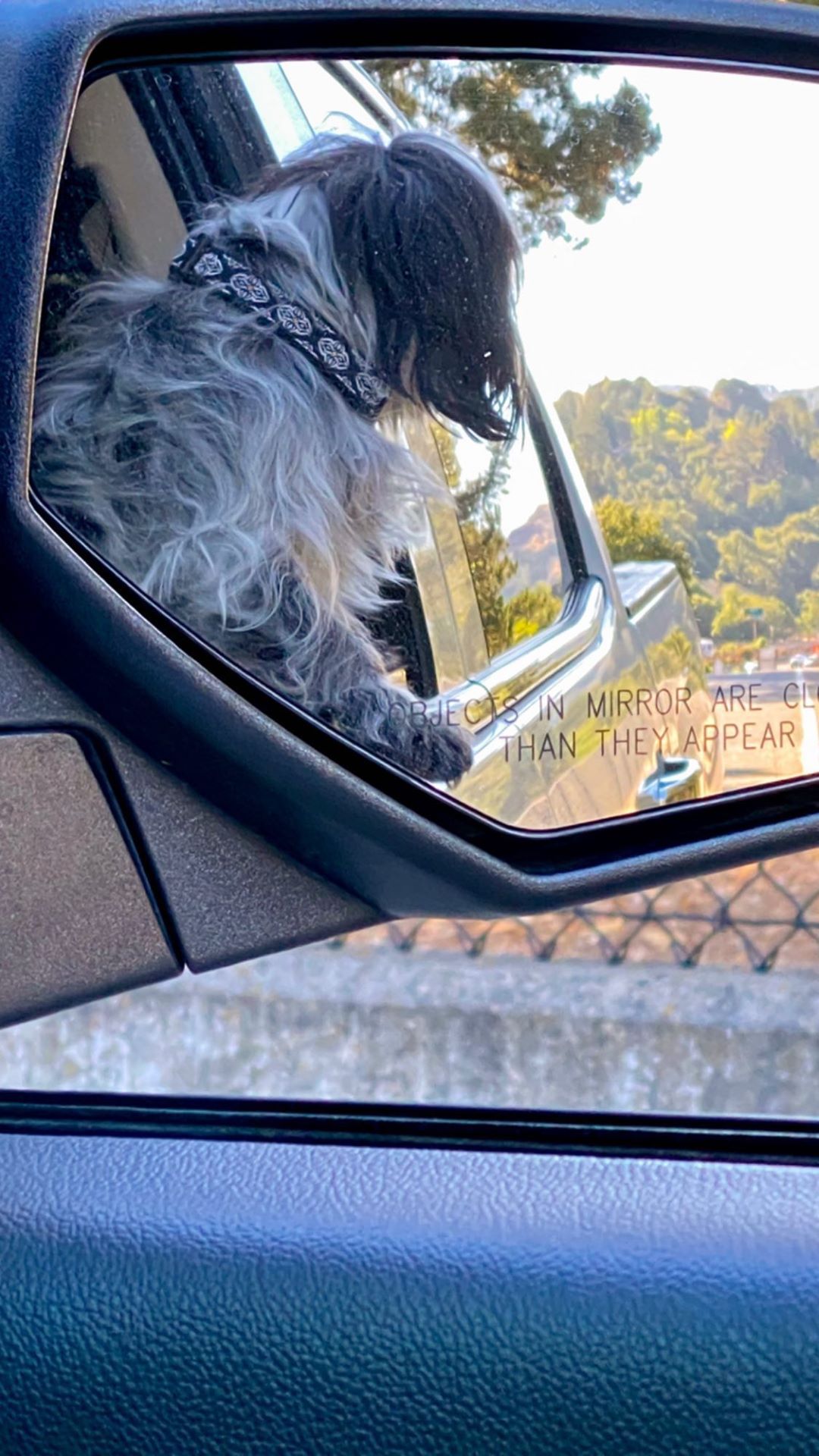Vanessa Rallonza Joyful Adventure Dog Car
