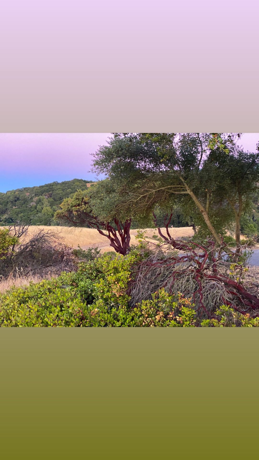 Vanessa Rallonza: Solitary Grandeur amid Golden Meadow Oak