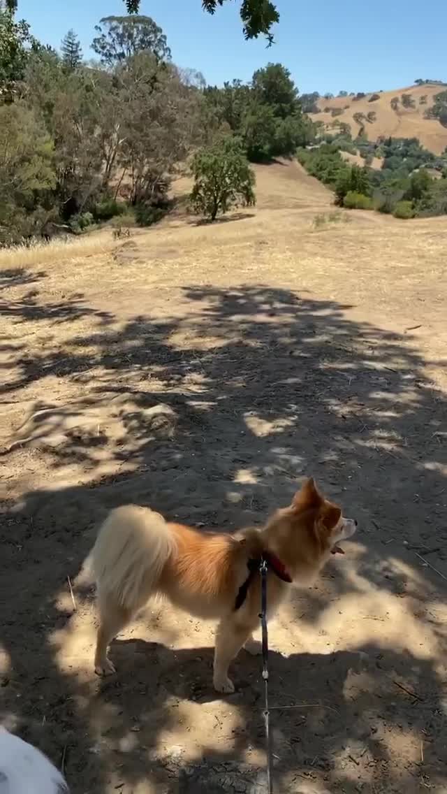 Vanessa Rallonza Joyful Dog Adventure (Video)
