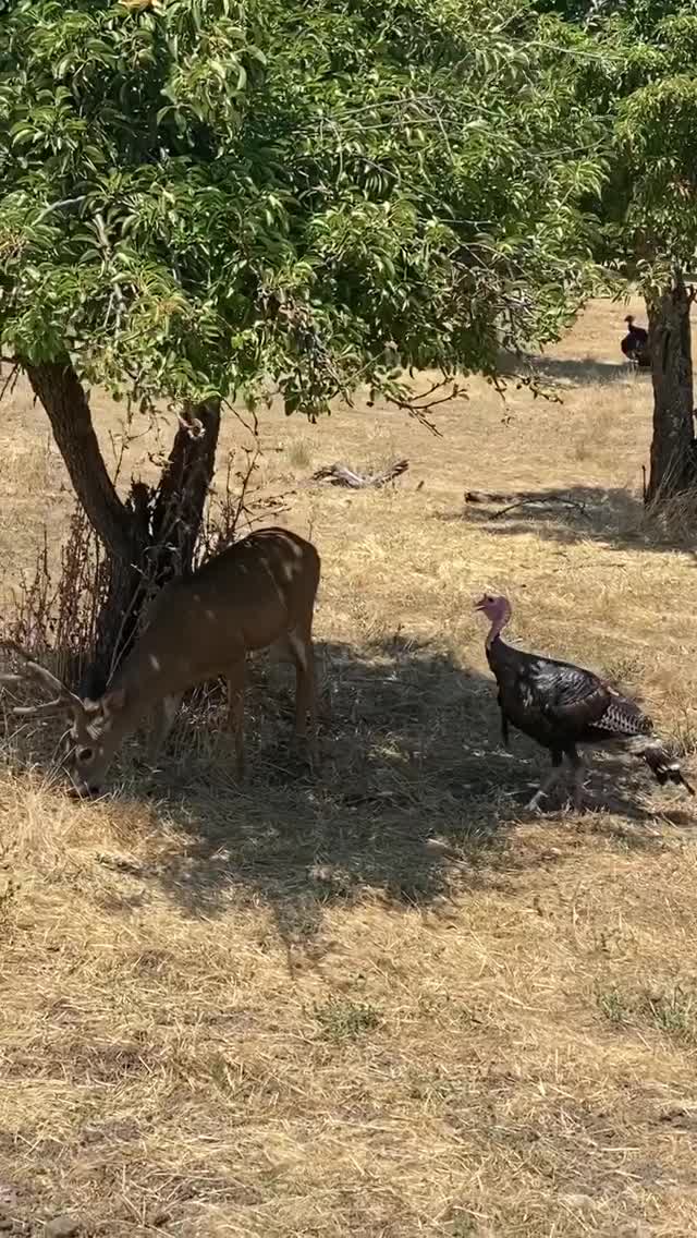 Vanessa Rallonza Wild Harmony: Deer and Turkeys (Video)