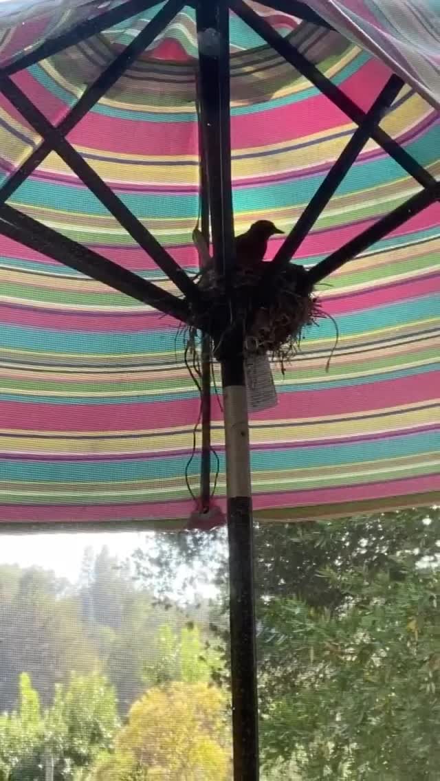 Vanessa Rallonza's Serene Umbrella Moment (Video)