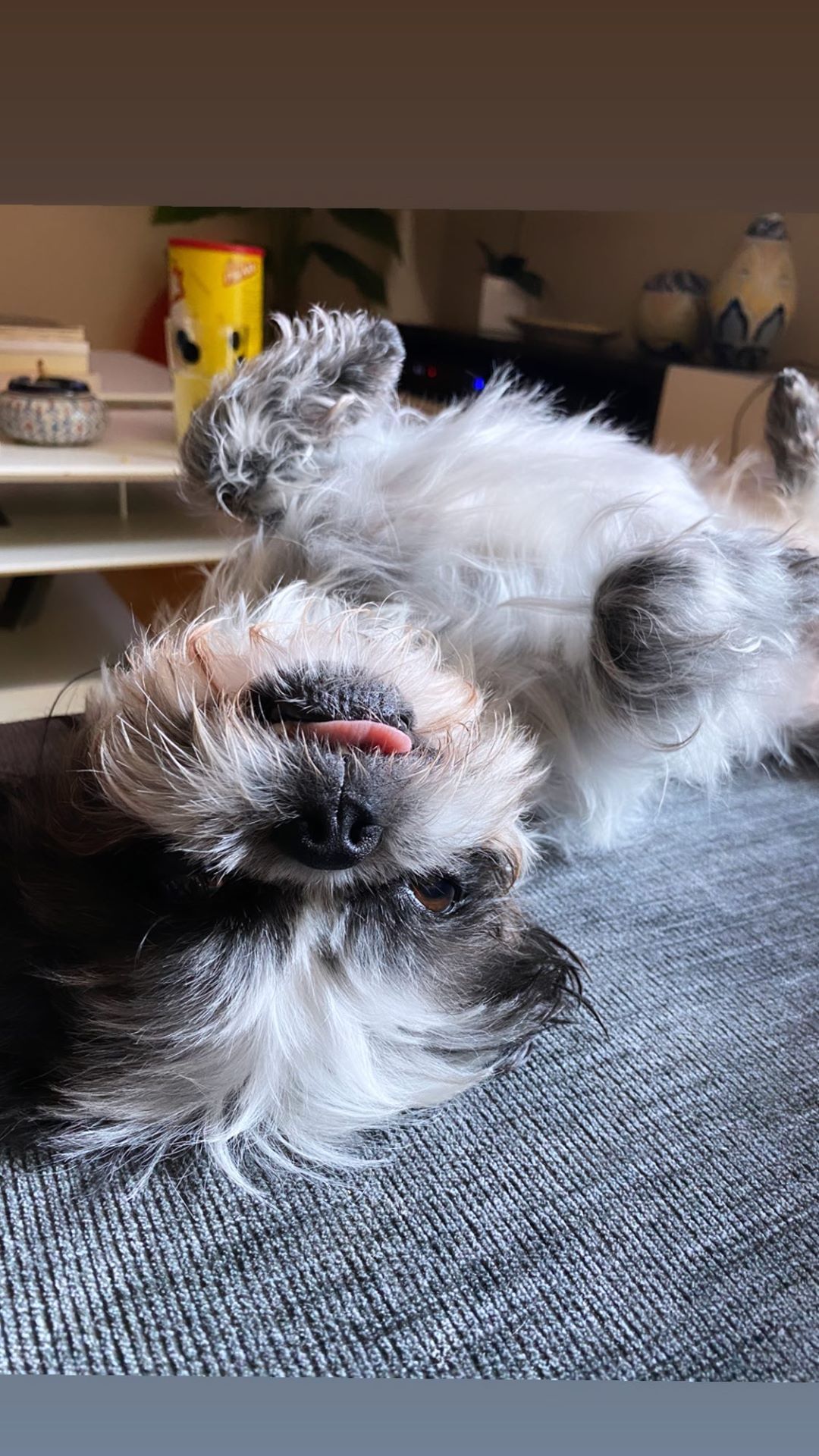 Vanessa Rallonza's Cozy Moment: Relaxed Dog on Sofa