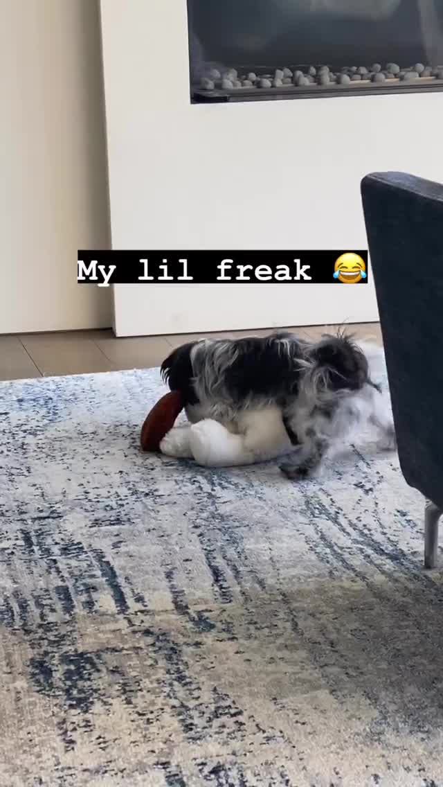 Vanessa Rallonza Playful Dog Adventures (Video)