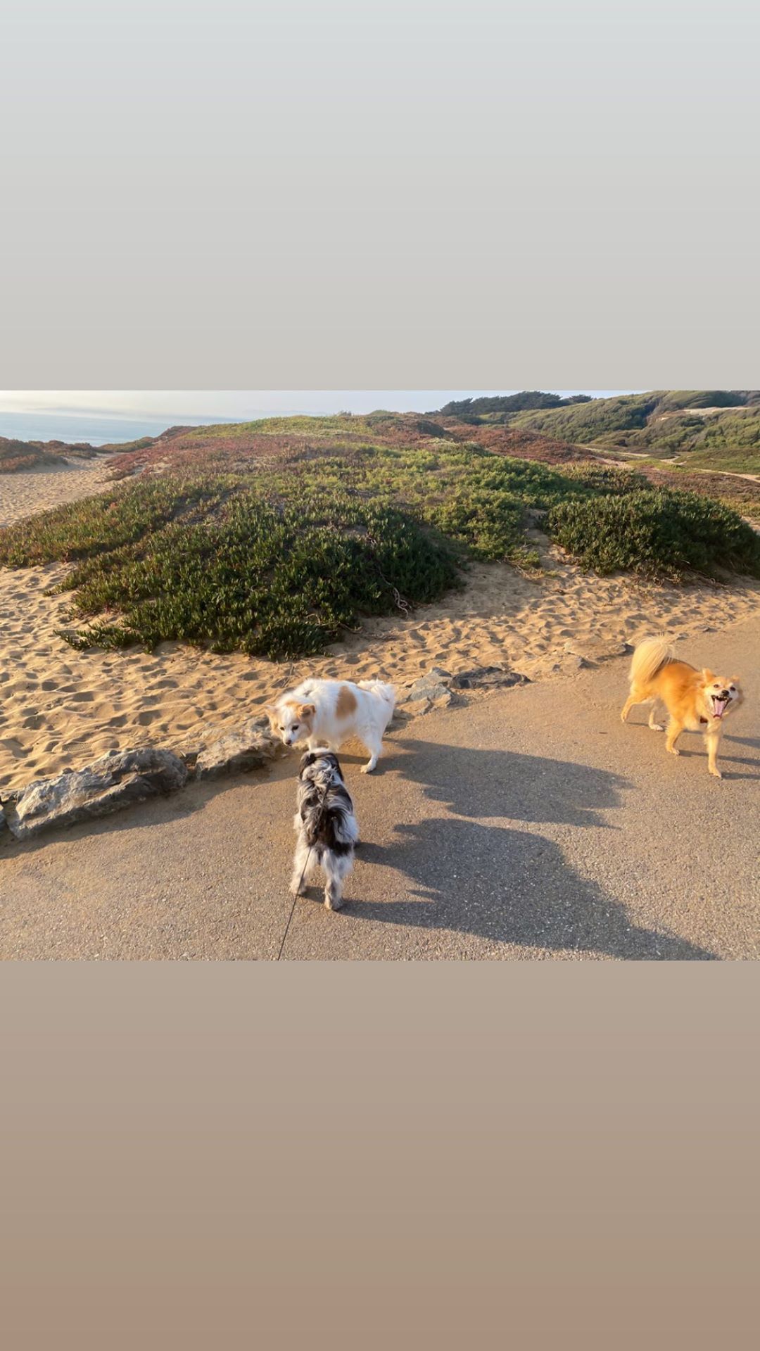 Vanessa Rallonza's Captivating Shot: Playful Canines on Sun-Kissed Coastal Shore