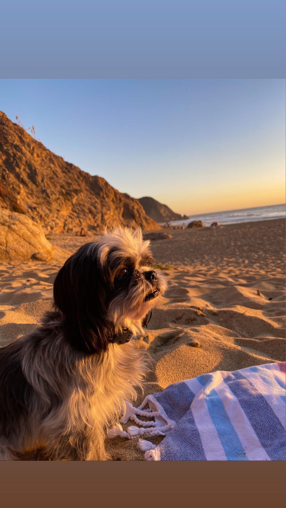 Vanessa Rallonza: Playful Pup on Blanket, Warmth and Serenity