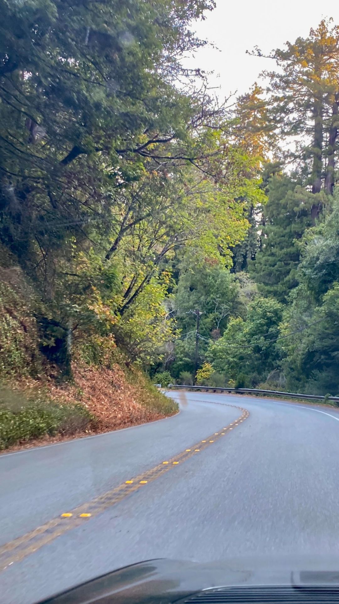 Vanessa Rallonza: Forest Car Drive Through Serene Landscape